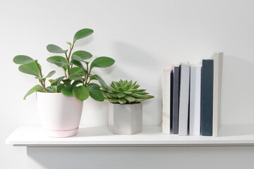 Peperomia magnoliifolia in a pink plastic pot, echeveria in a ceramic pot, a stack of books is on...