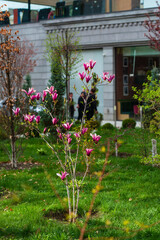 Fototapeta na wymiar Blooming magnolia tree with pink flowers in the garden, Vanadzor