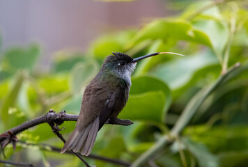Hummingbird
