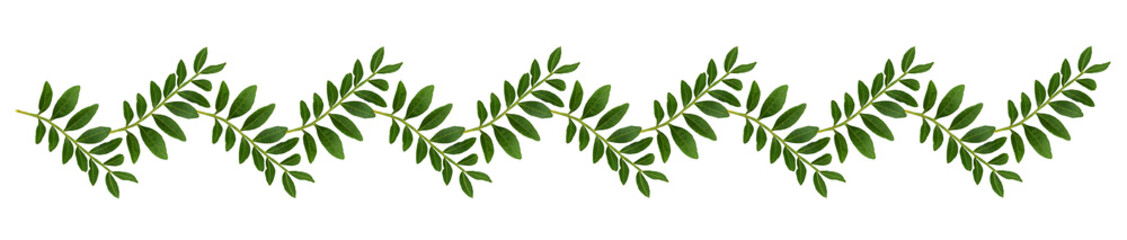 Twigs of pistachio with small green leaves in a floral line arrangement isolated