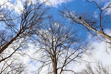 The bare branches on the tree with clouds and blue sky.