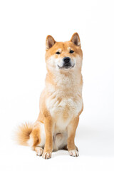 Red cute Shiba Inu dog sitting over white background