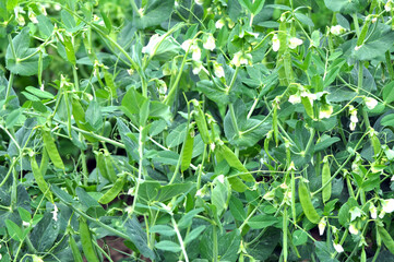 Peas ripen on the bush