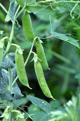 Peas ripen on the bush