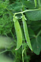 Peas ripen on the bush