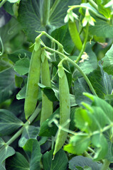 Obraz premium Peas ripen on the bush