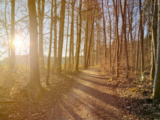 Bavarian after work Forest run to the golden sun to enjoy work life balance