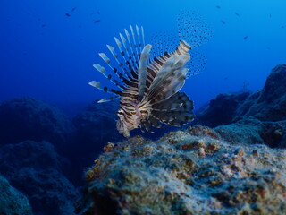 lionfish  underwater invasive fish underwater mediterranean sea ocean scenery