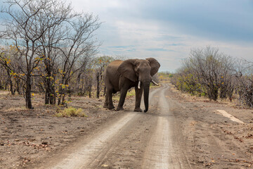 Elephant walk over the dirt tracks in mopani veld