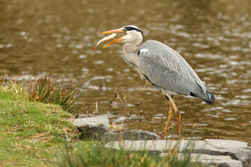 Grey heron, ardea cinerea eating fish on the shore of the pond in Royal game Reserve - Stromovka. Spring day, landscape orientation.