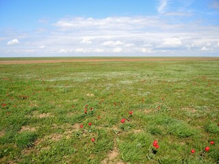 Flowering wild tulips in the steppe in spring