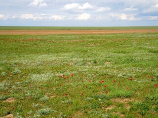 Flowering wild tulips in the steppe in spring