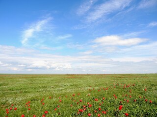 Flowering wild tulips in the steppe in spring