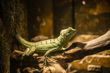 A lizard in a terrarium. The texture of the reptile's skin.