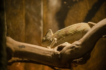 A chameleon in a terrarium. Wildlife. A beautiful lizard. Color change.