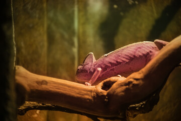 A chameleon in a terrarium. Wildlife. A beautiful lizard. Color change.  Pink skin color. 