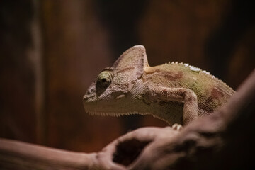 A chameleon in a terrarium. Wildlife. A beautiful lizard. Color change.