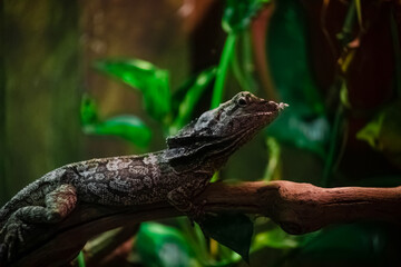 A lizard in a terrarium. The texture of the reptile's skin.