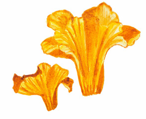 Watercolor illustration of chantarelles mushrooms.