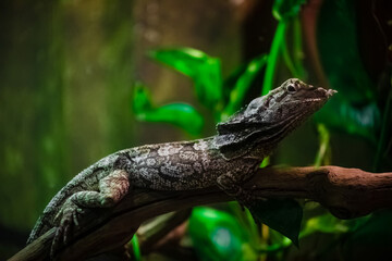 A lizard in a terrarium. The texture of the reptile's skin.
