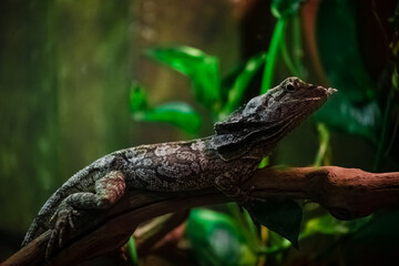 A lizard in a terrarium. The texture of the reptile's skin.