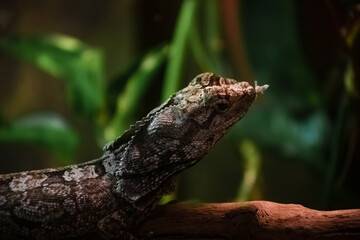 A lizard in a terrarium. The texture of the reptile's skin.