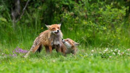 Naklejka na ściany i meble Mother red fox, vulpes vulpes, guarding her cub on grassland in summer. Mom of wild predator protecting baby animal on meadow. Two orange beasts standing on green field.