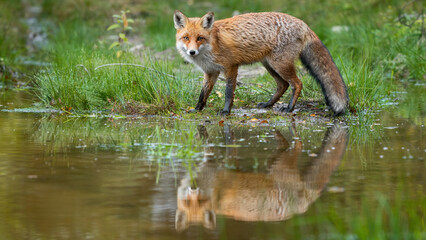 Red fox, vulpes vulpes, looking to the camera on flood in autumn nature. Orange mammal standing next to water with reflection. Wild predator watching on wetland.