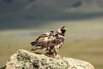 aguila imperial con presa sobre una roca