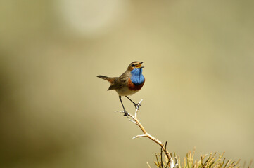 un pechiazul en la sierra de gredos. Avila.España