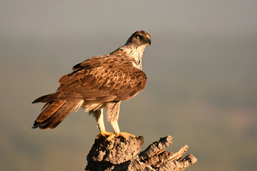 aguila perdicera en la sierra extremeña. Extremadura.España