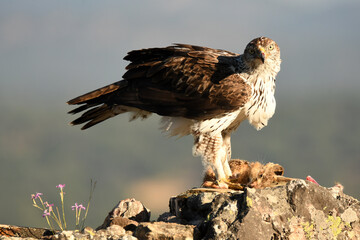 aguila perdicera en la sierra extremeña. Extremadura.España