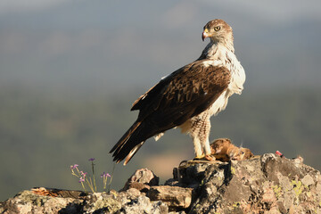 aguila perdicera en la sierra extremeña. Extremadura.España