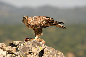 aguila perdicera en la sierra extremeña. Extremadura.España