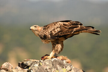 aguila perdicera en la sierra extremeña. Extremadura.España