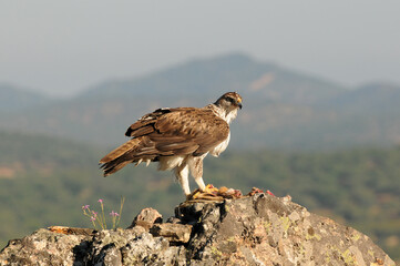 aguila perdicera en la sierra extremeña. Extremadura.España