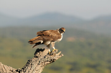 aguila perdicera en la sierra extremeña. Extremadura.España