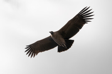 Endangered species. Closeup view of a Vultur gryphus, also known as Andean Condor, flying across the sky.	