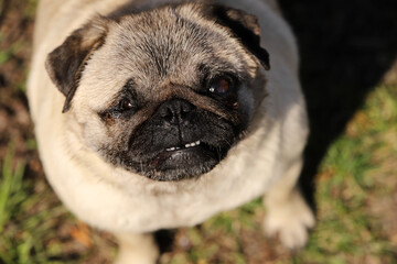 pug dog portrait