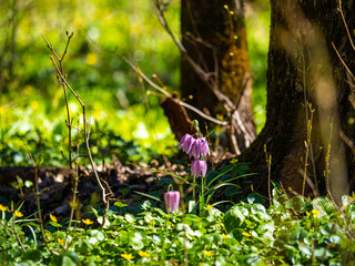 Wild spring flowers in the forest,