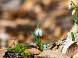 Snowdrops in the forest