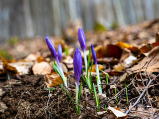 Beautiful crocus flowers