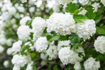 White flowers on a bush, natural spring background