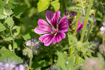 purple striped blossom from the wild geranium