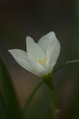 white flower