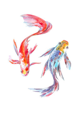 red and blue fish on a white background