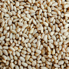Pignon de pin 