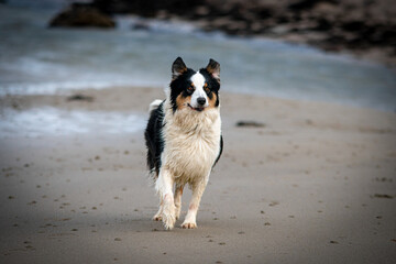 Australian Shepherd