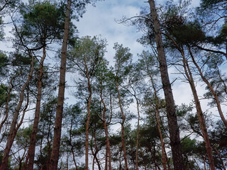 pine tree tops, low angle view