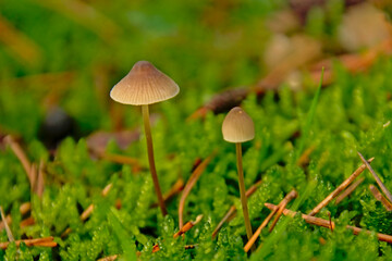 Yellowleg mushrooms on the forest floor - Mycena epipterygia